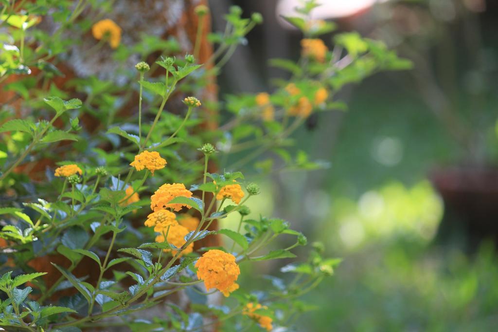 Green Ark Resorts Thekkady Esterno foto